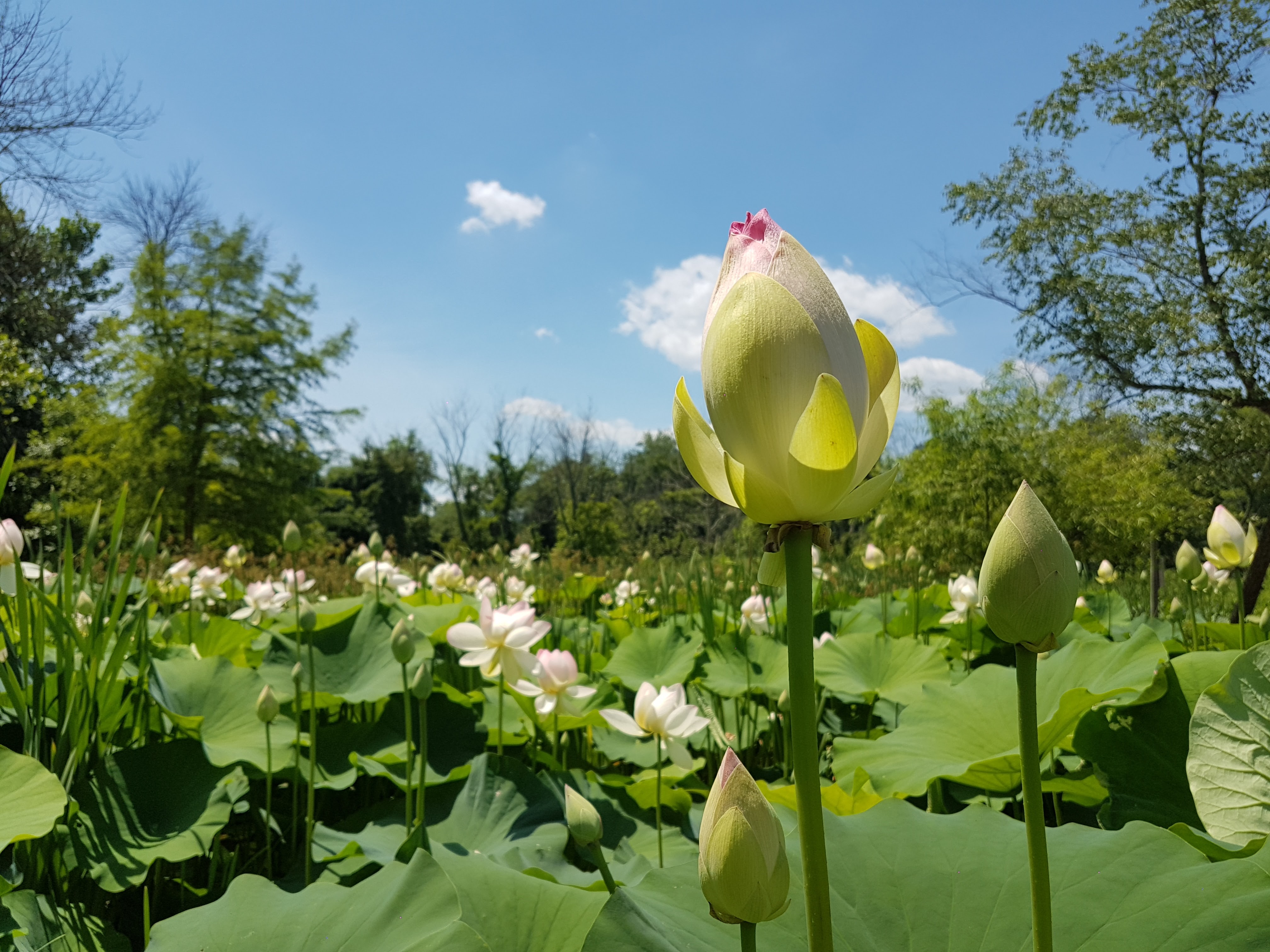 Green Lotus