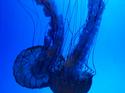 'Swimming Jellyfish' by Carrie Nicole Kurish