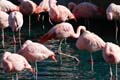 'Flamingo Physics' by Sana Arora