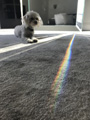 'The Rainbow Dog' by Sophie Benjamin Grimm