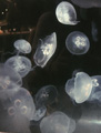 'Jellyfish' by Kiernan Colleen Kropinski