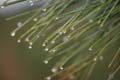 'Water Drops on Needles' by Daniel Joseph Mulrow